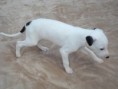 /album/alfred/lisy1-037-jpg/